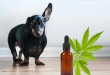 CBD oil for dog