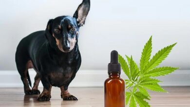 CBD oil for dog