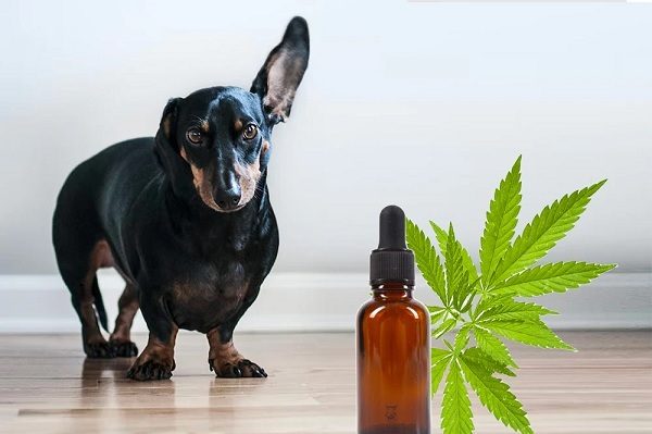 CBD oil for dog