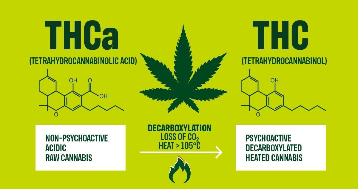 THCA and THC originate